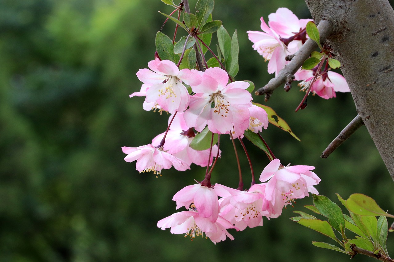 spring  spring flowers  nature free photo