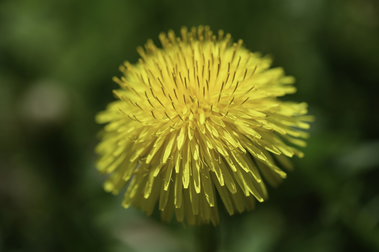 spring  dandelion  blossom free photo