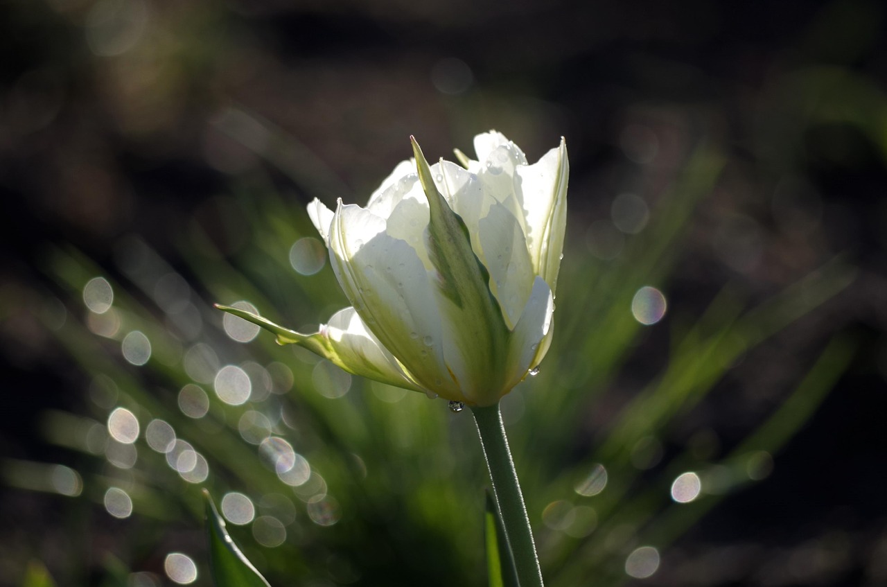 spring  tulip  the freshness free photo