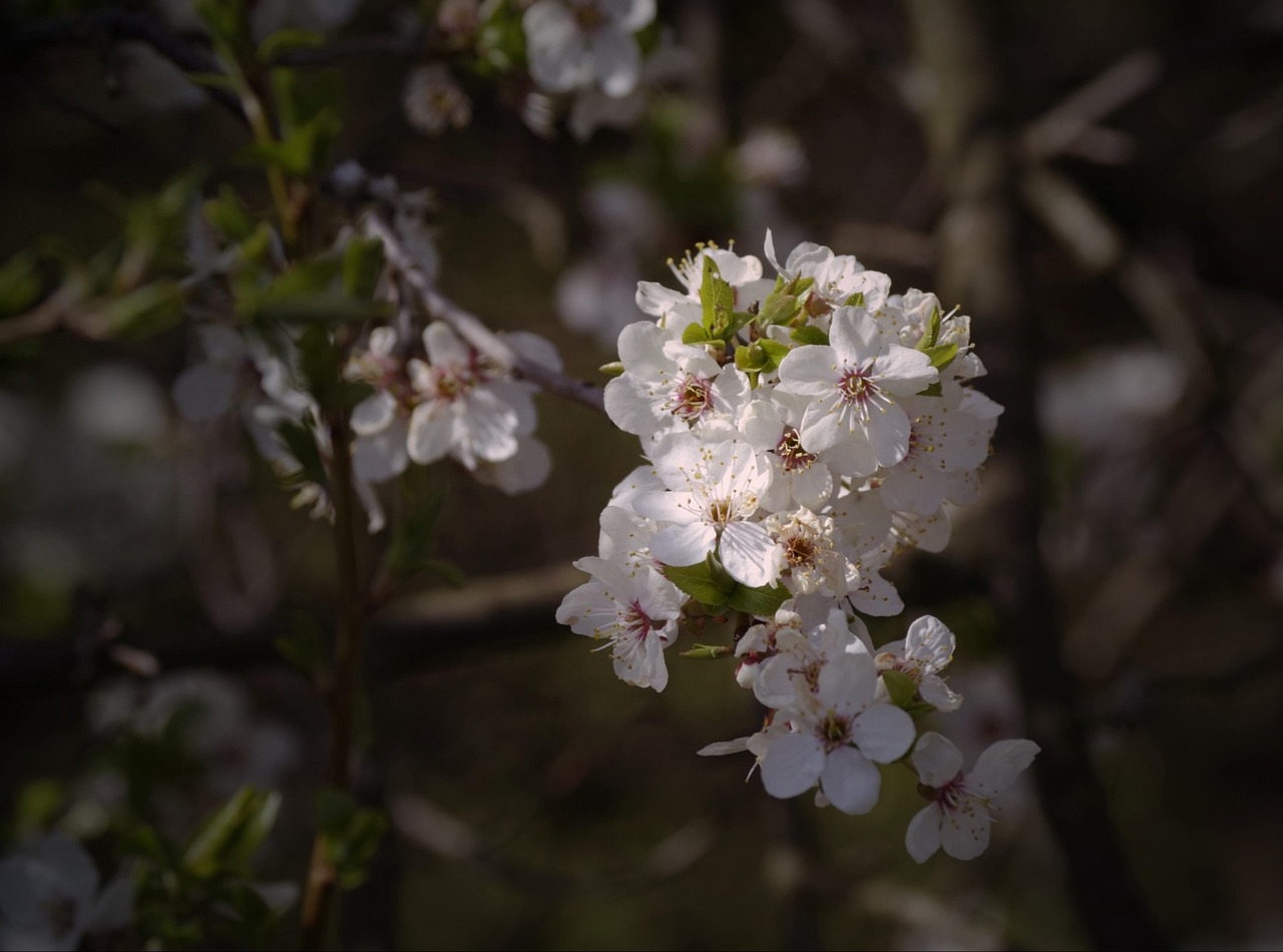 spring  flowers  macro free photo