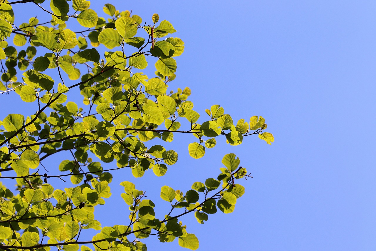 spring  green leaves  branches free photo