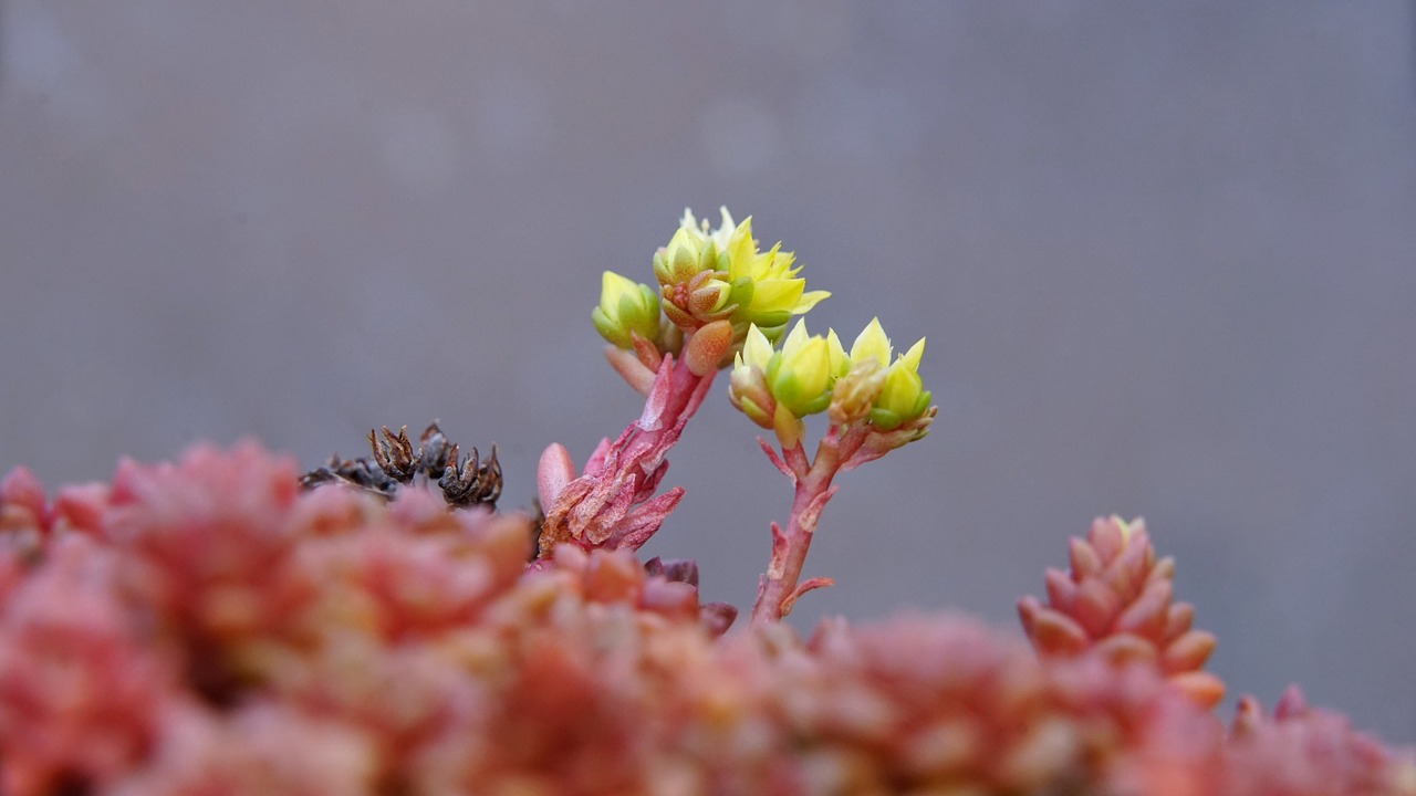 spring  flowers  small is beautiful free photo