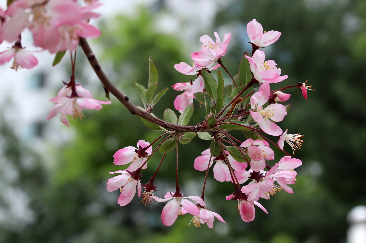 spring  spring flowers  nature free photo