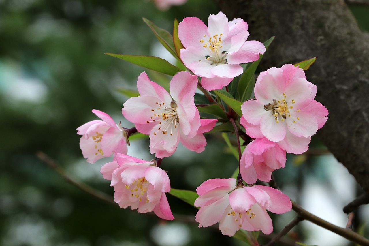 spring  spring flowers  nature free photo