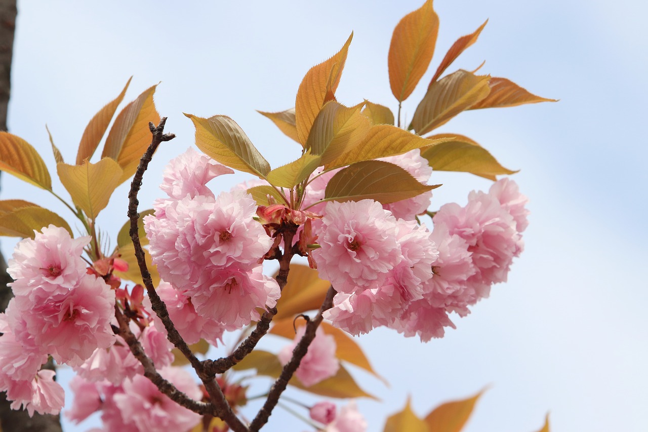 spring  spring flowers  nature free photo