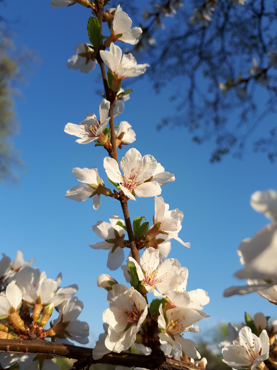 spring  flower  bush free photo