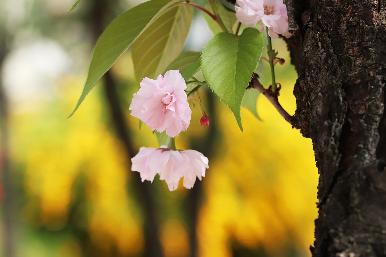 spring  spring flowers  nature free photo