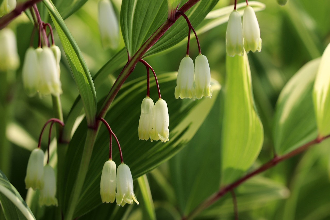 spring  spring flowers  nature free photo