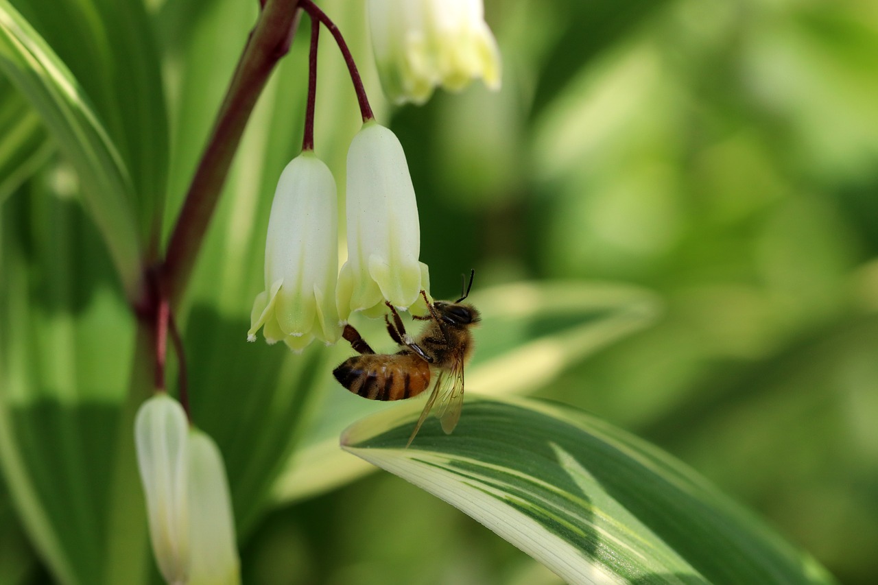 spring  spring flowers  nature free photo