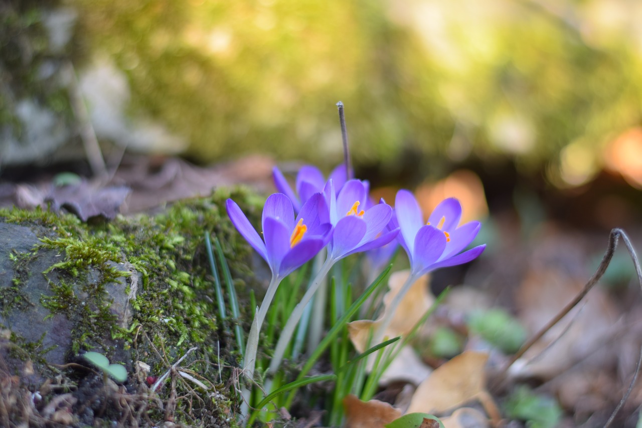 spring  early bloomer  crocus free photo