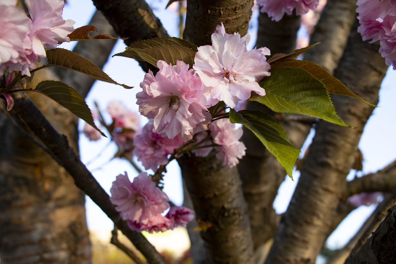 spring  yoshino cherry  flowers free photo