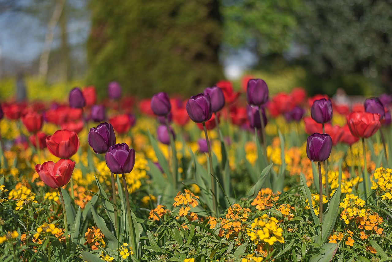 spring  flowers  nature free photo