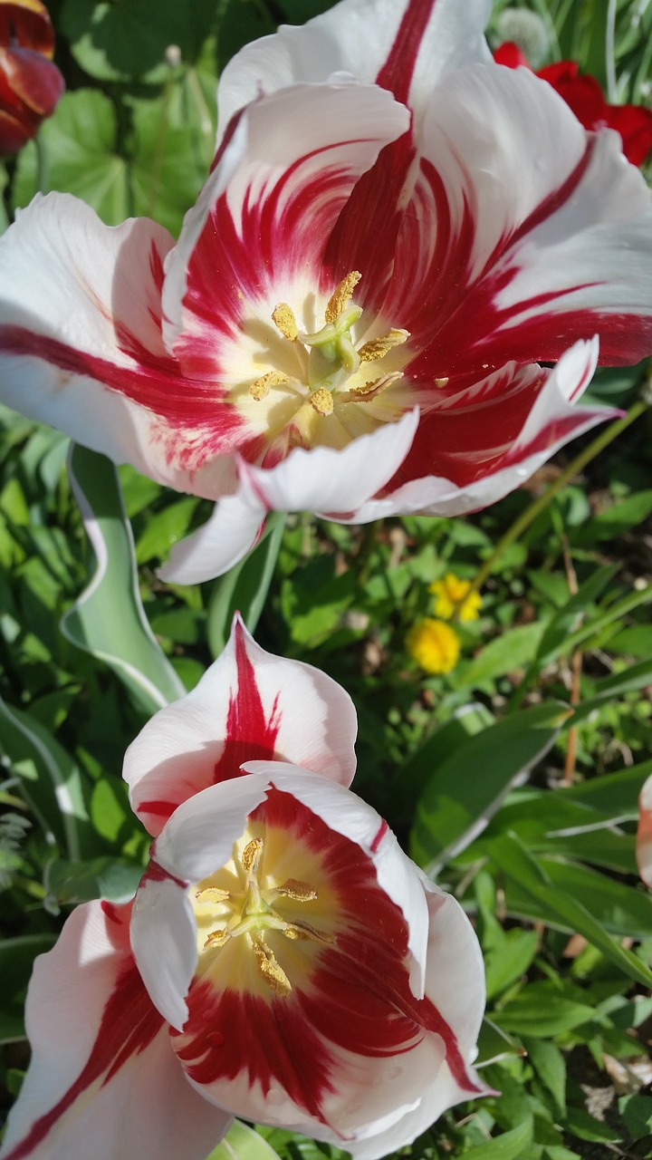 spring  tulips  flowers free photo