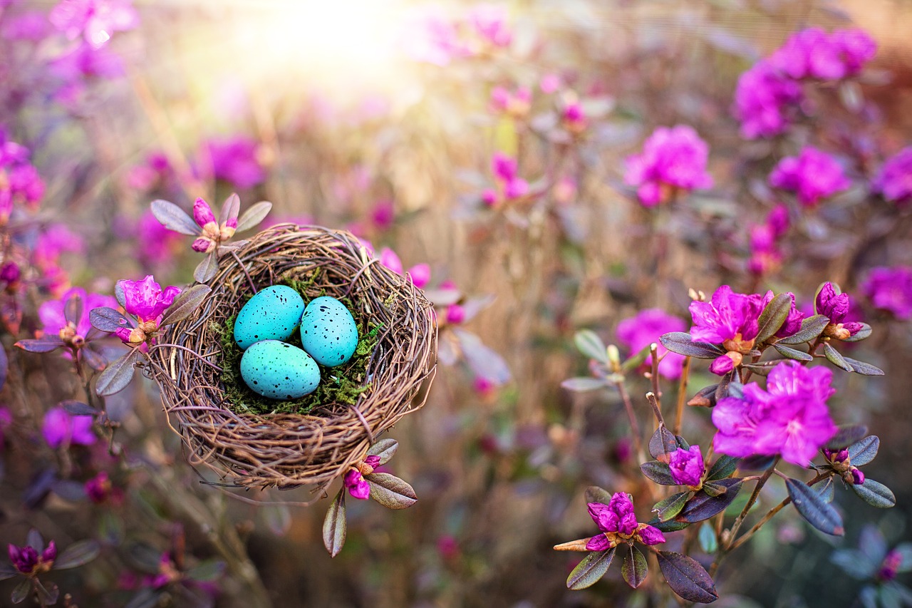 spring  bird's nest  eggs free photo