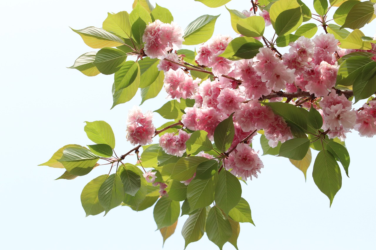 spring  bud  nature free photo