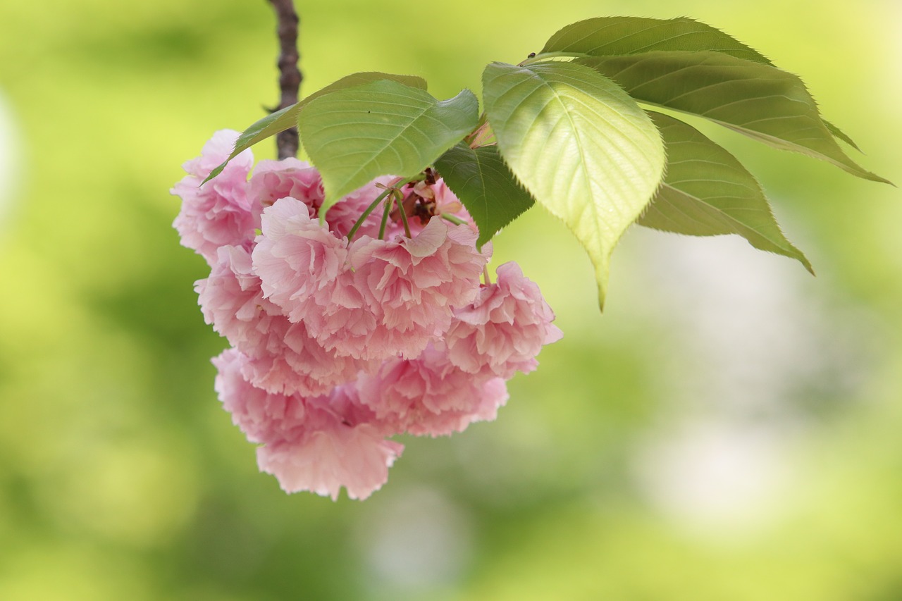 spring  bud  nature free photo