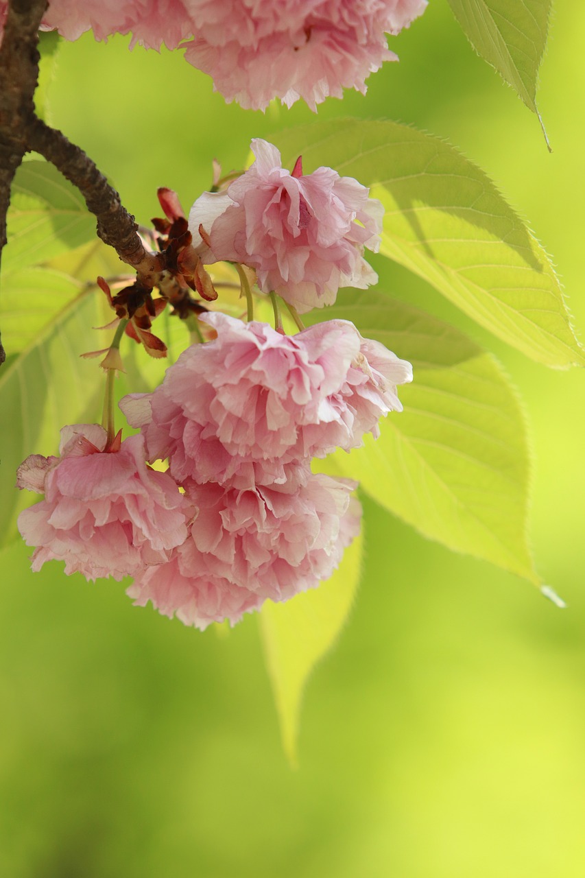 spring  bud  nature free photo