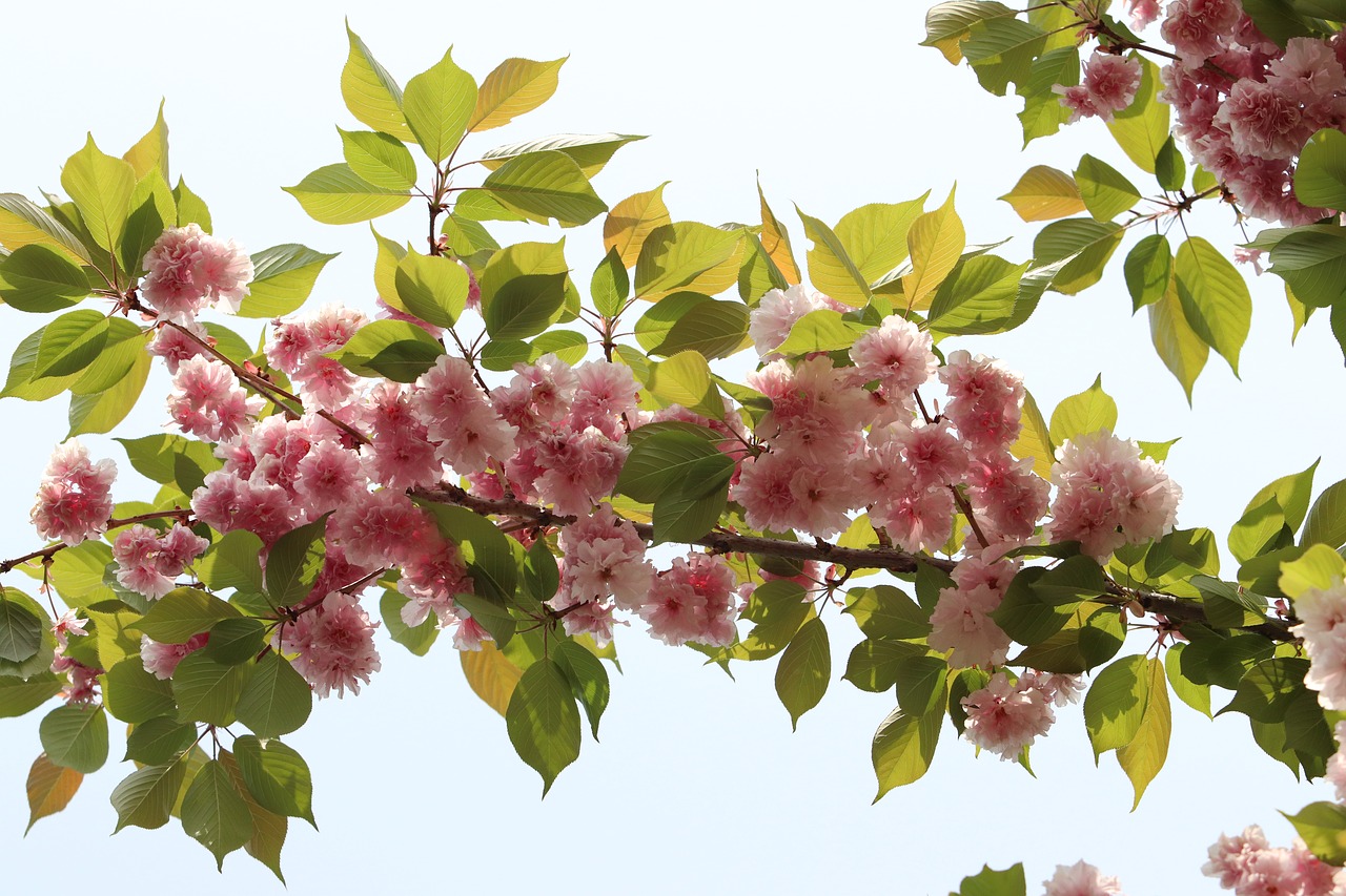 spring  bud  nature free photo