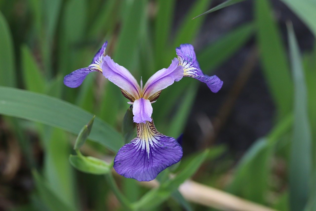 spring  spring flowers  nature free photo