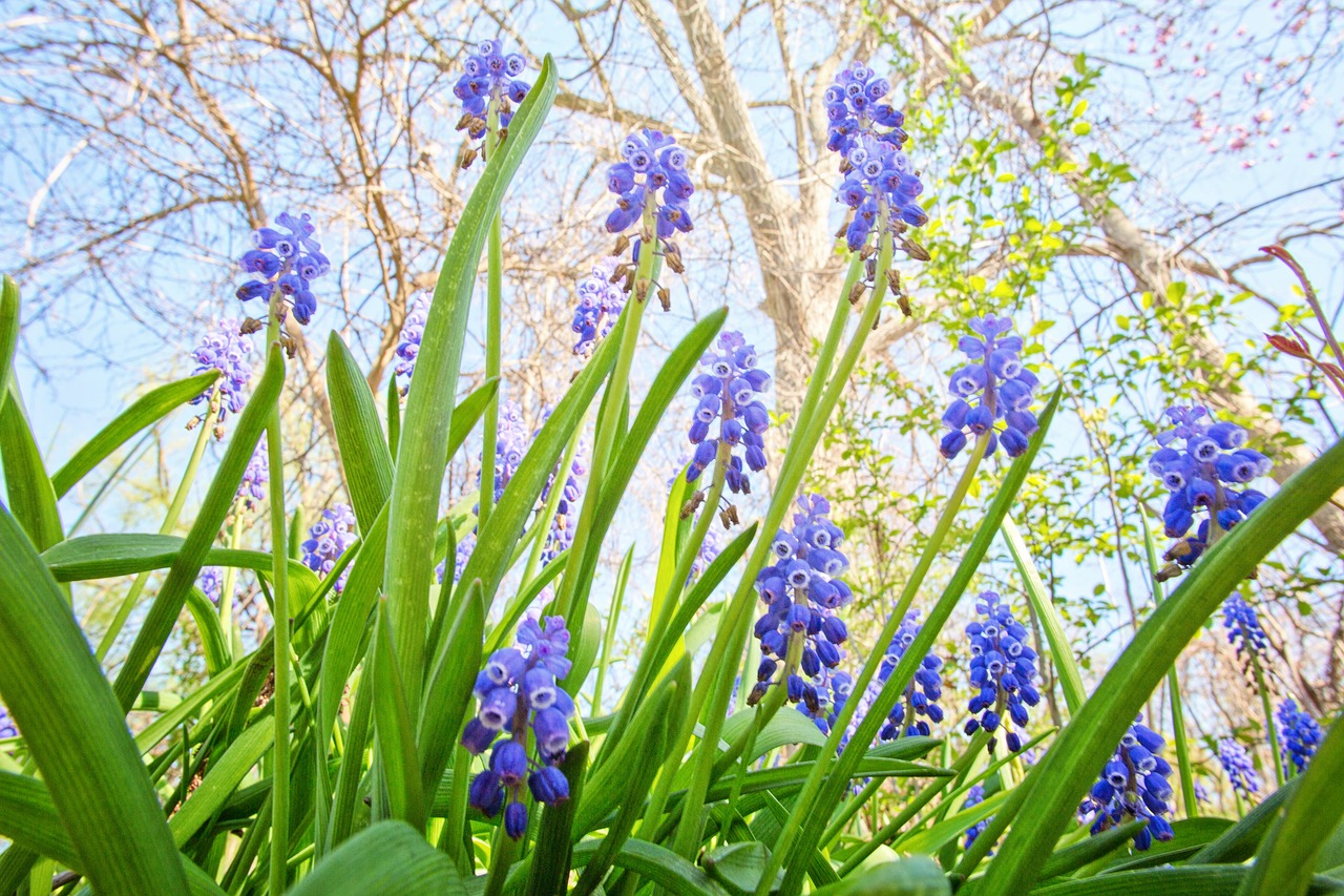 spring  flowers  purple free photo