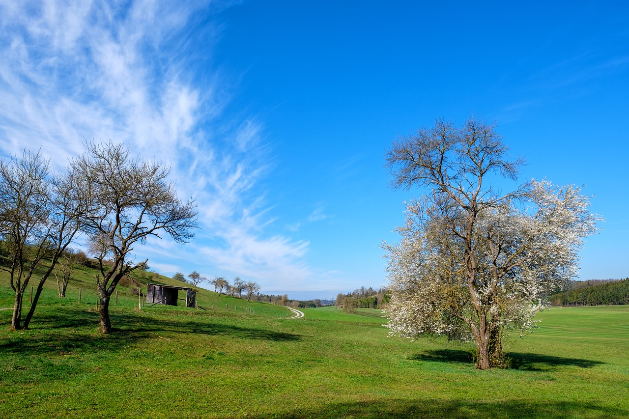 spring  tree  meadow free photo