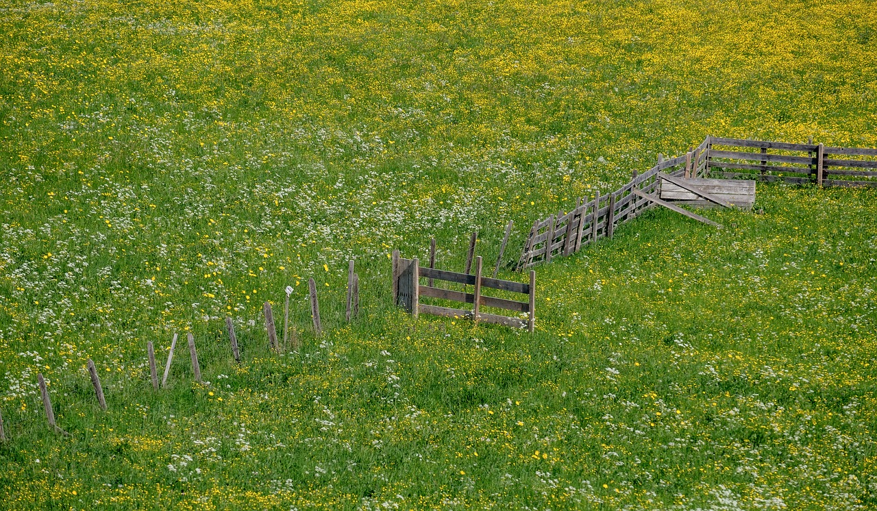 spring  meadow  bloom free photo