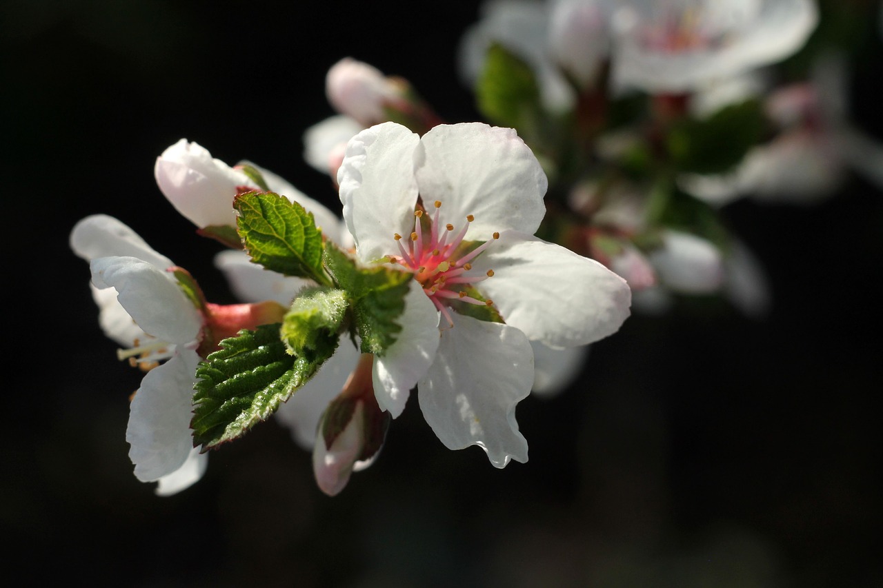 spring  flower  the cherry blossoms free photo