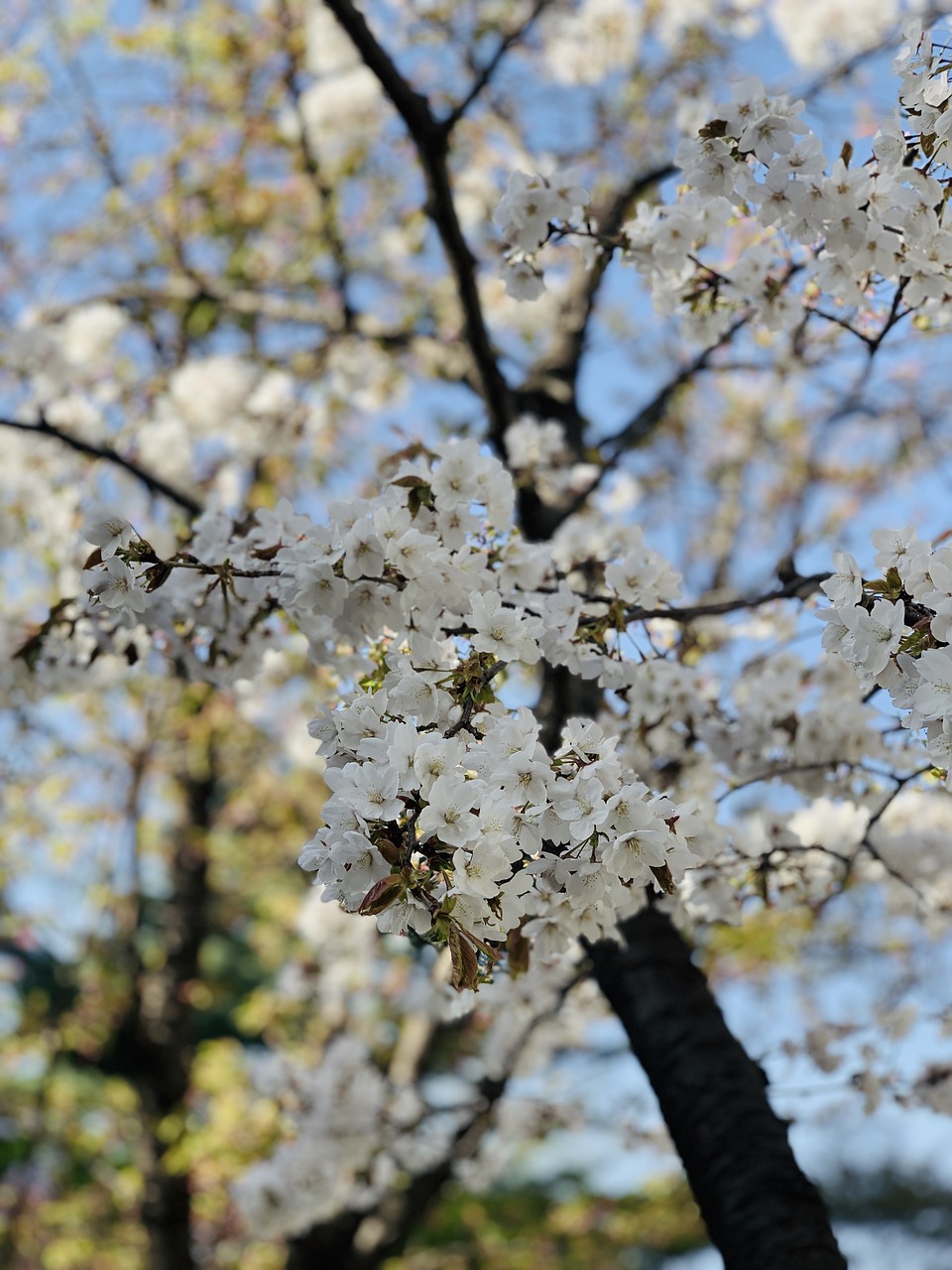 spring  flowers  cherry blossom free photo