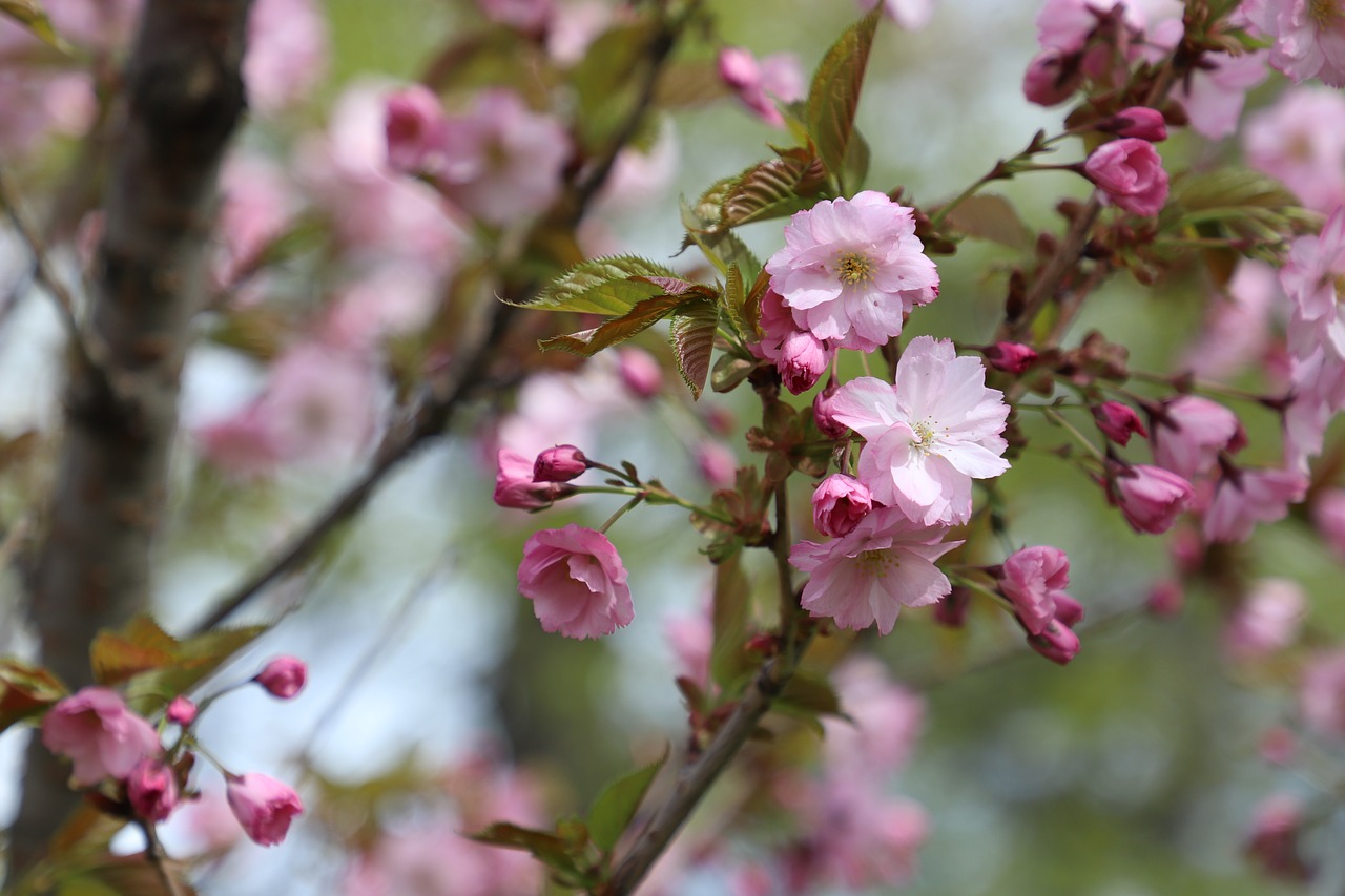 spring  sakura  cherry free photo