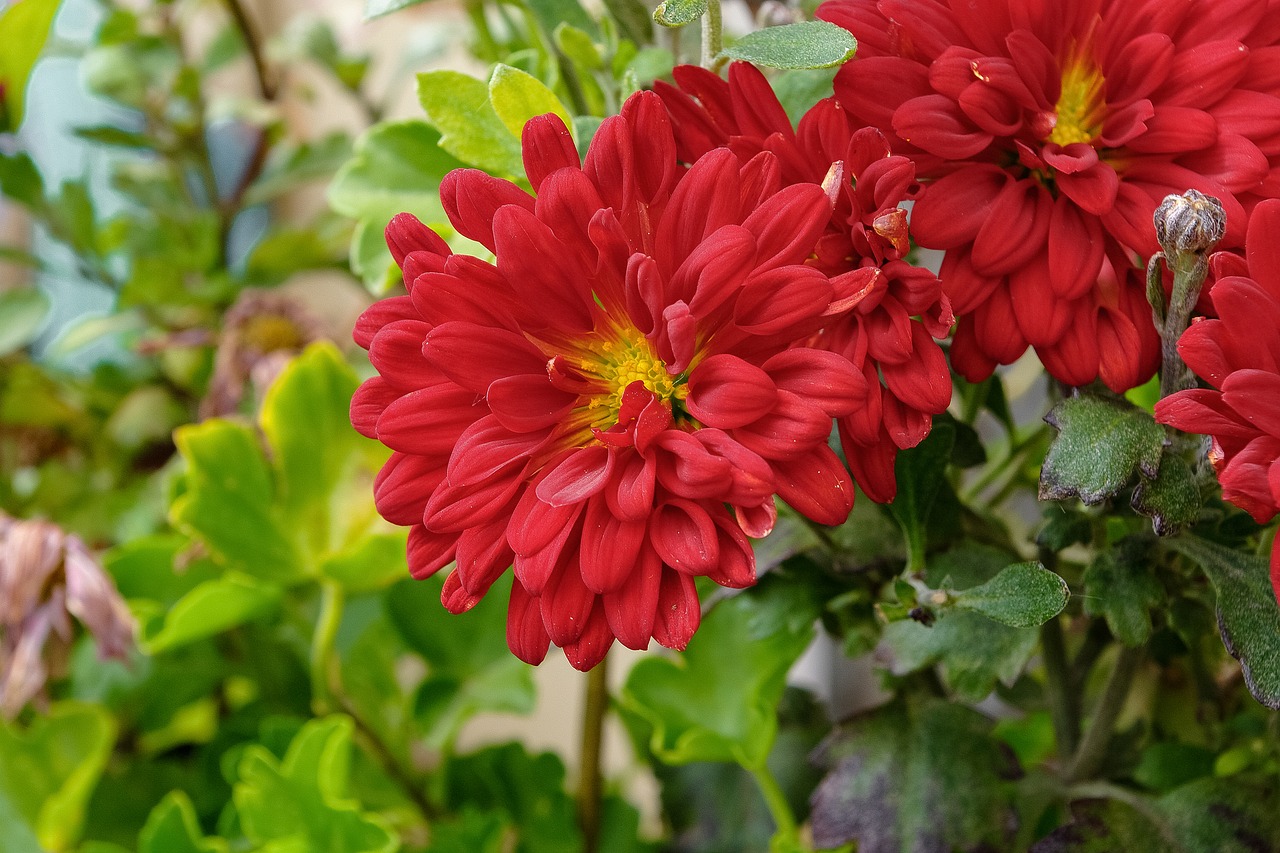 spring  flower  chrysanthemum free photo