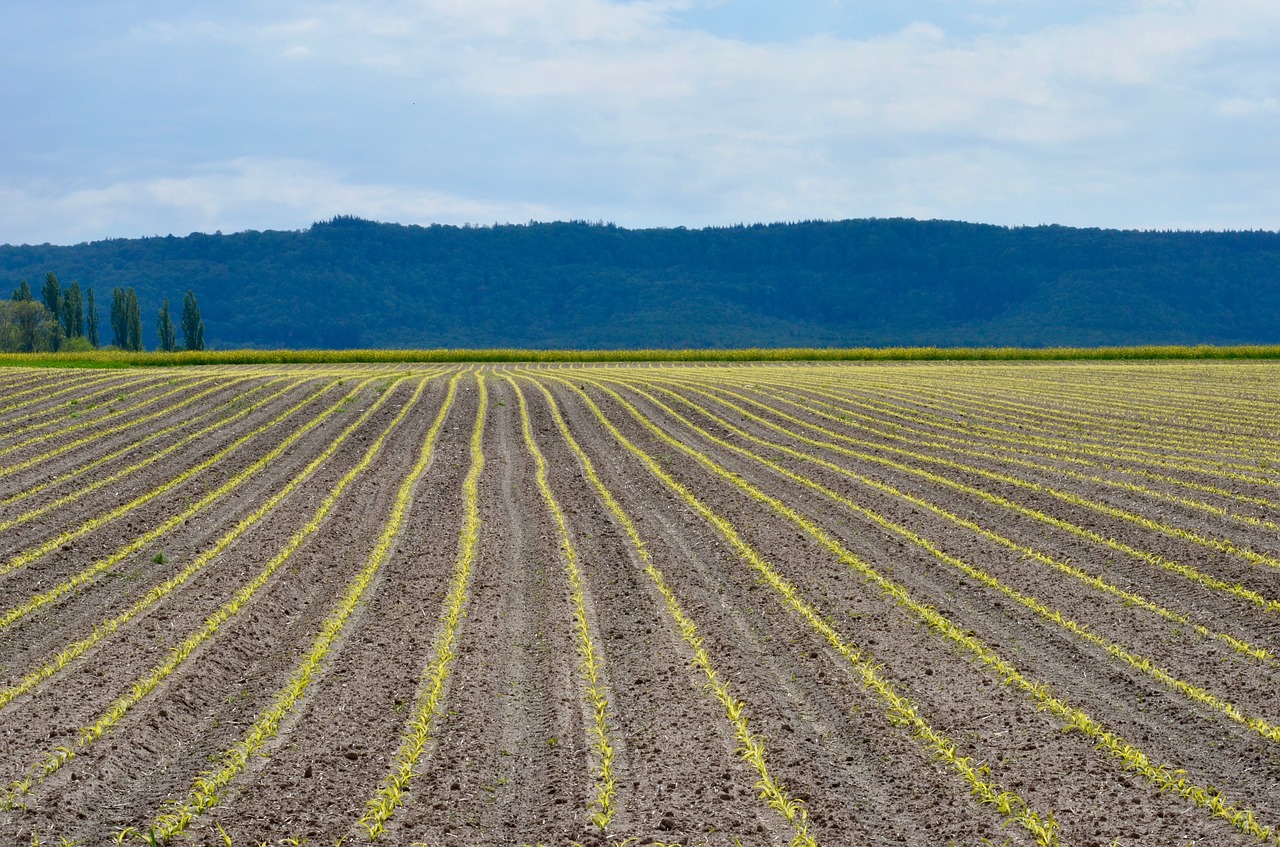 spring  agriculture  field free photo