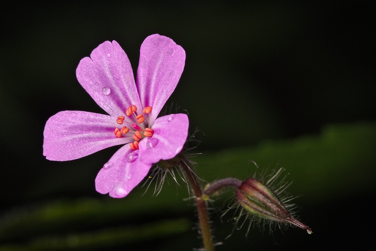 spring  cranesbill  nature free photo