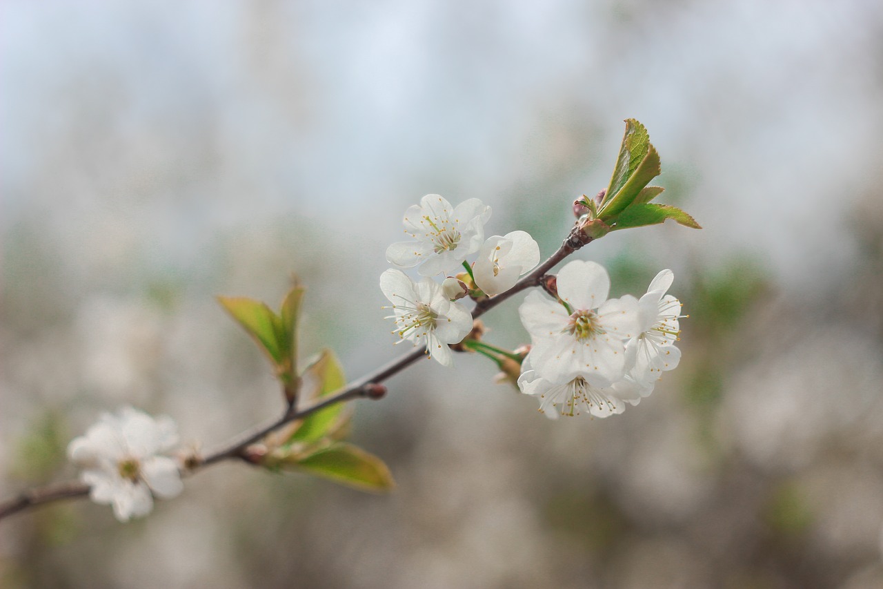 spring  bloom  cherry free photo