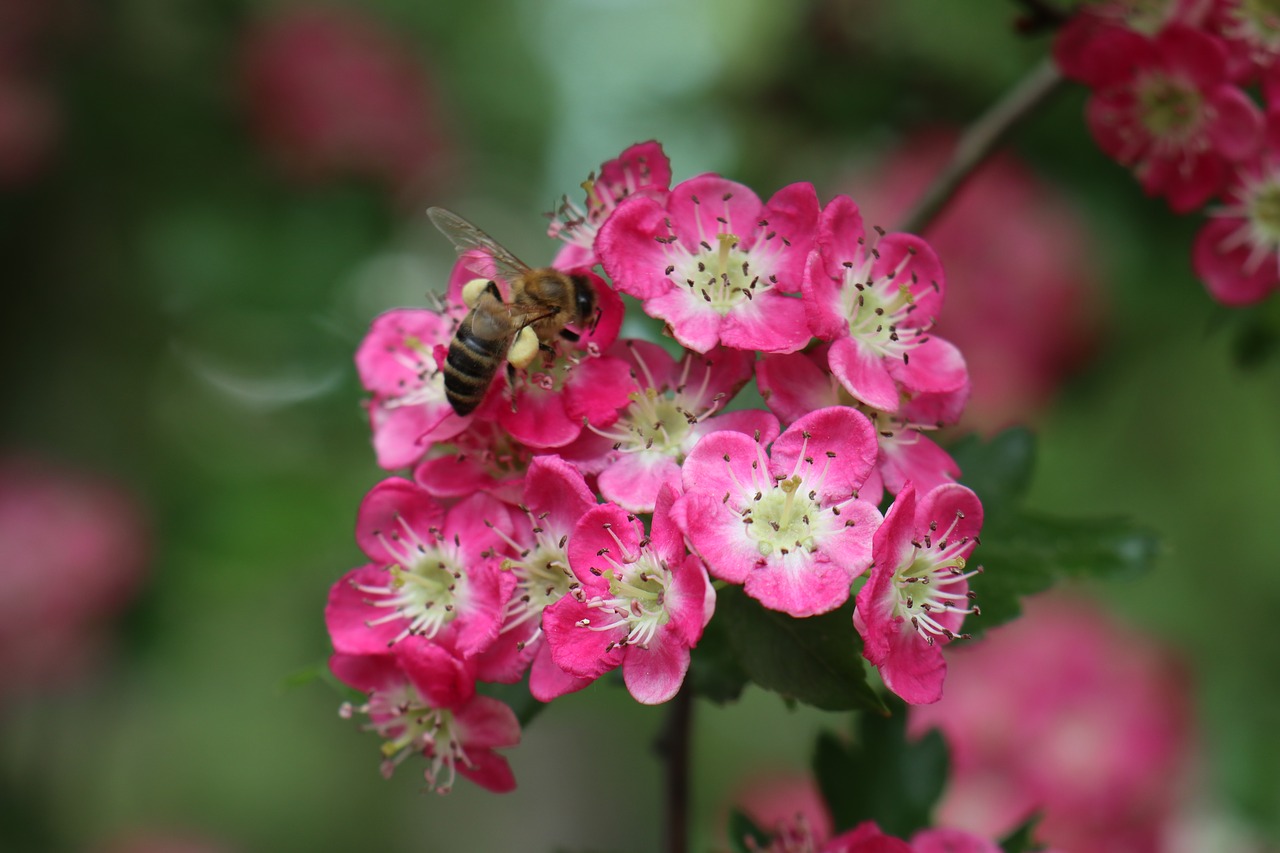 spring  garden  insect free photo