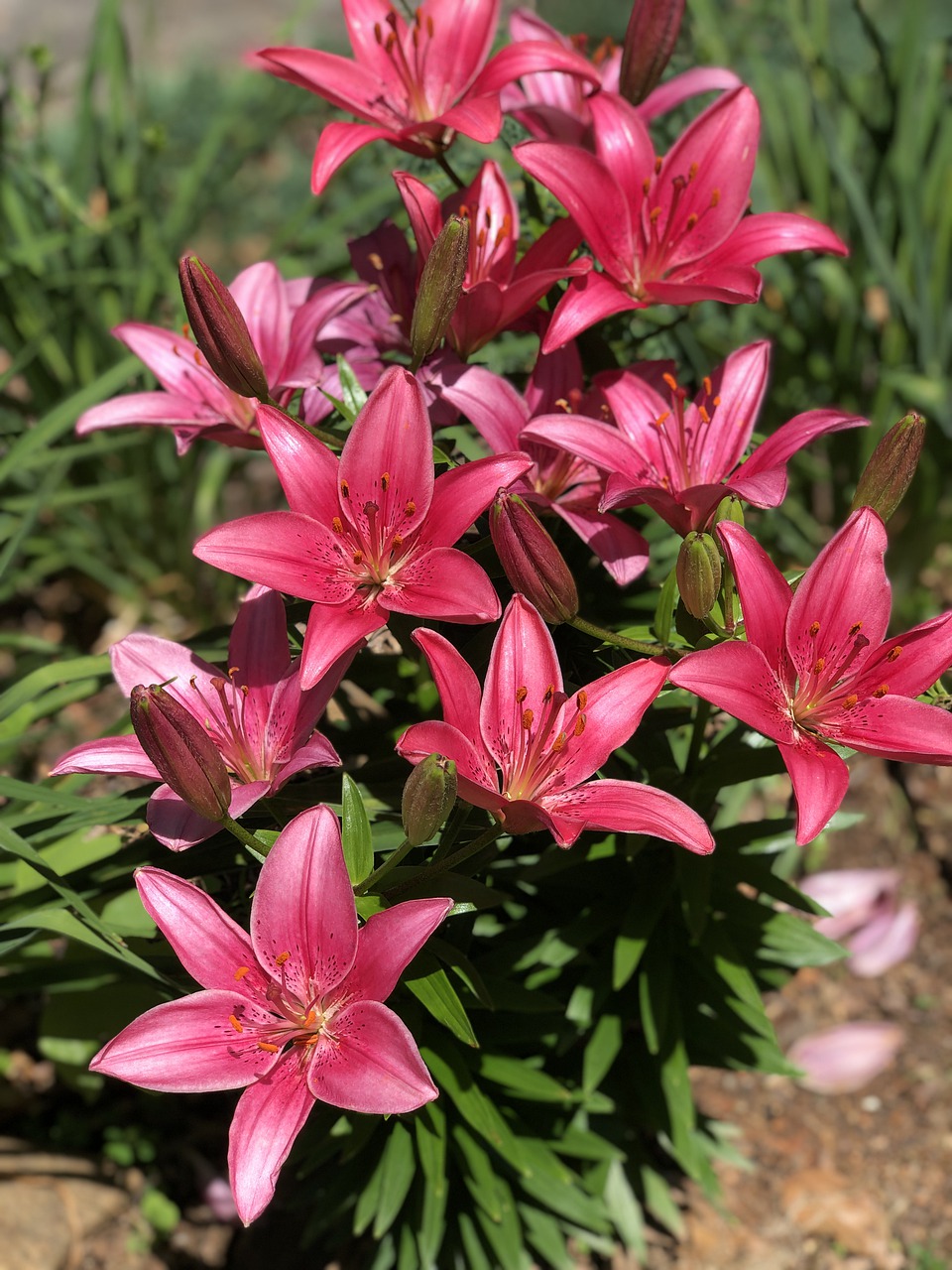 spring  flowers  lillies free photo