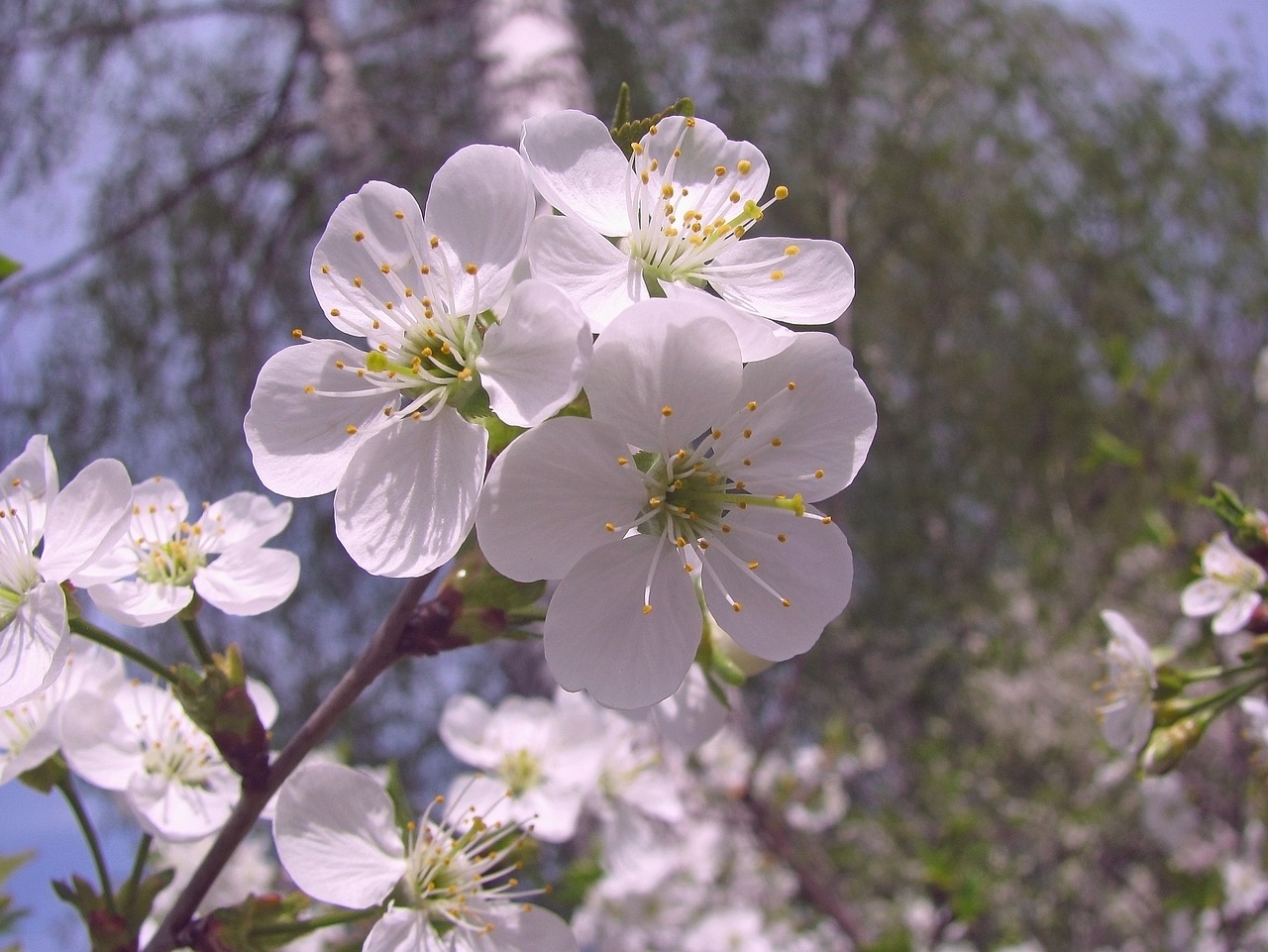 spring  bloom  cherry free photo