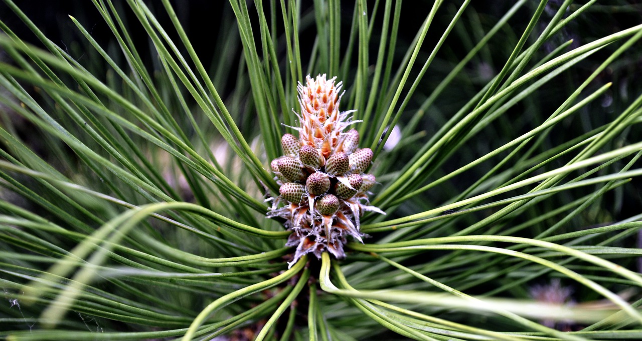 spring  pine  green free photo