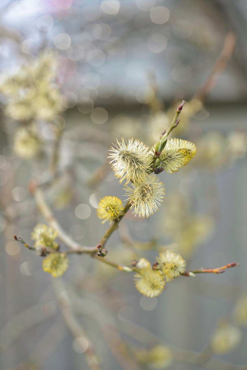 spring  branch  nature free photo