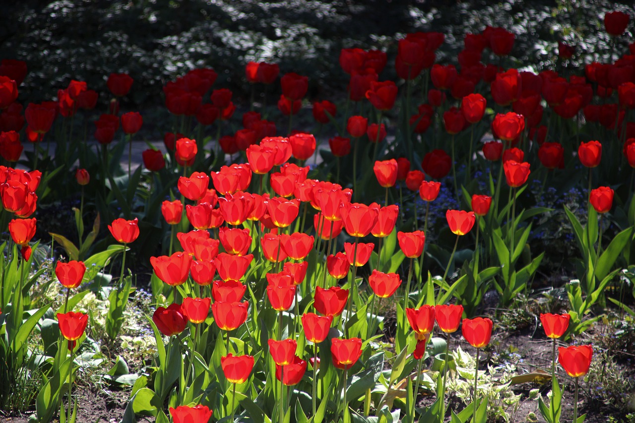 spring  tulips  sun free photo