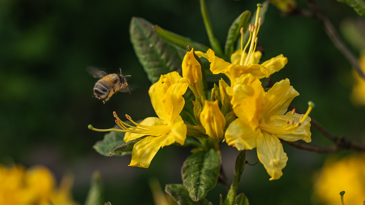 spring  insect  flower free photo