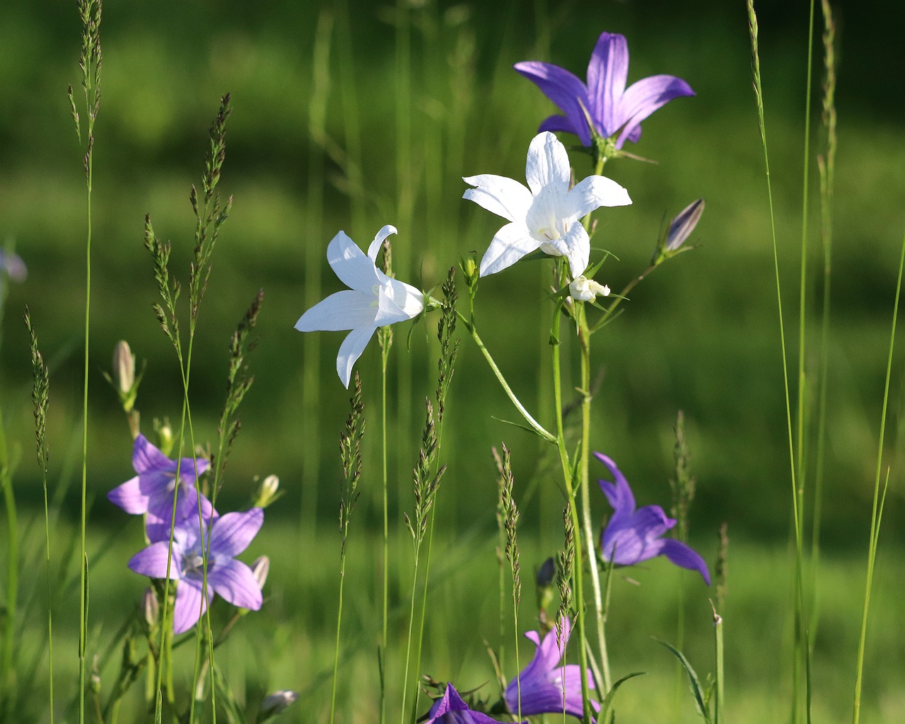 spring  flower  bellflower free photo