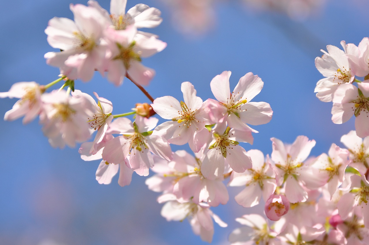 spring  flowers  nature free photo