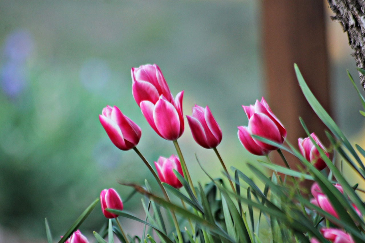 spring  garden  flowers free photo