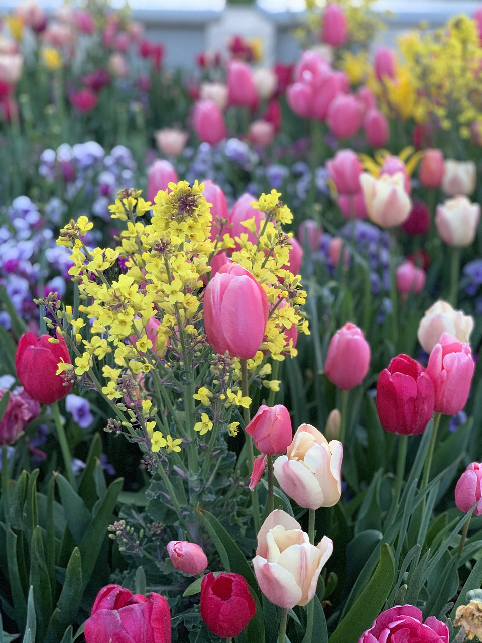 spring  flowers  tulips free photo