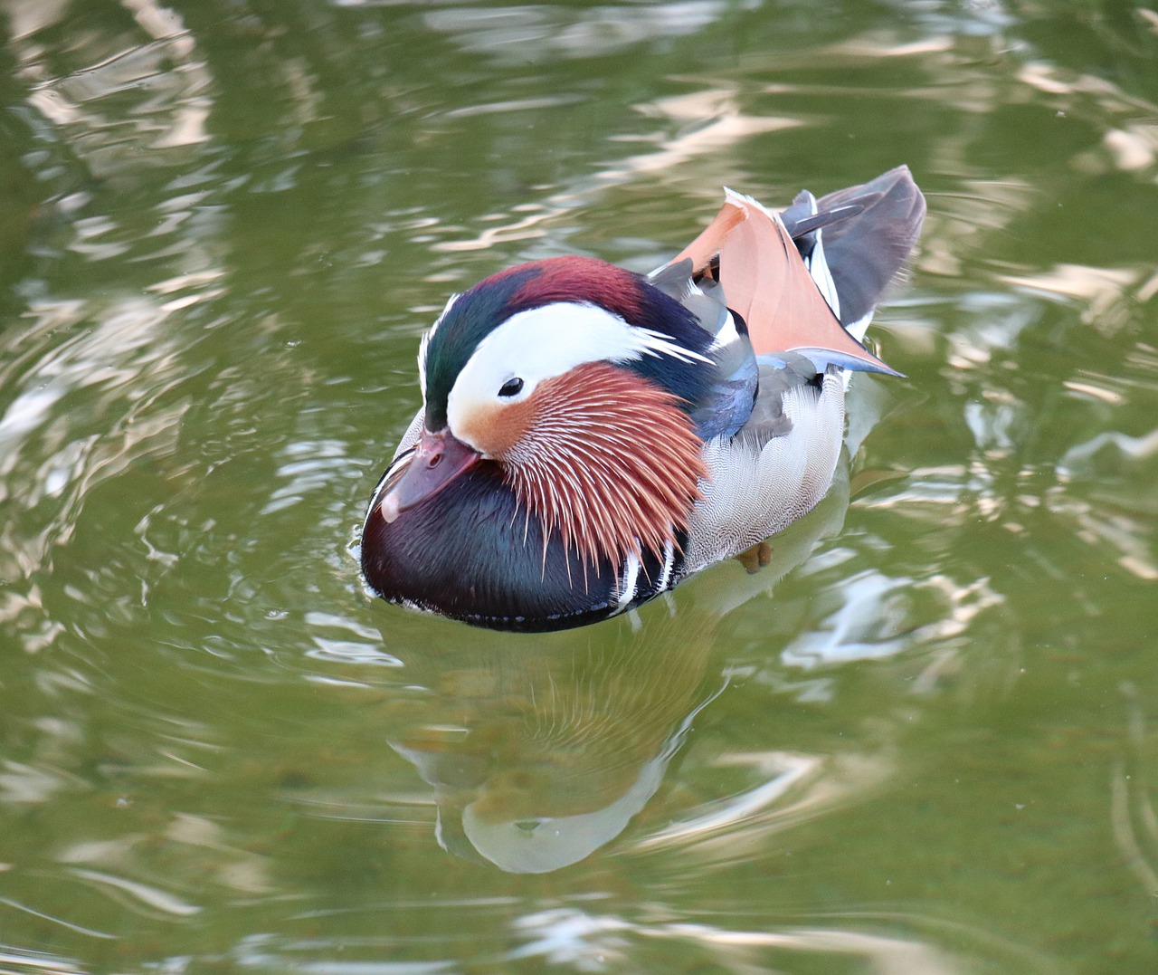 spring  bird  duck free photo