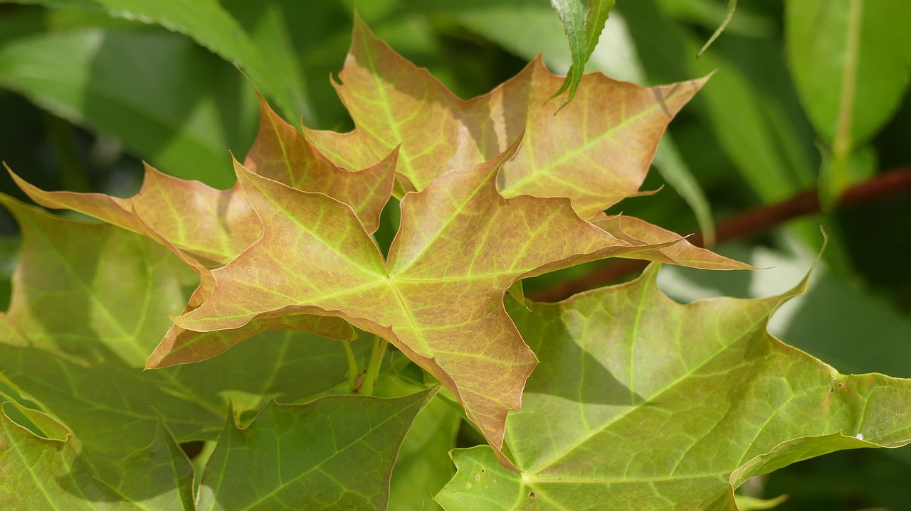 spring  leaves  green free photo