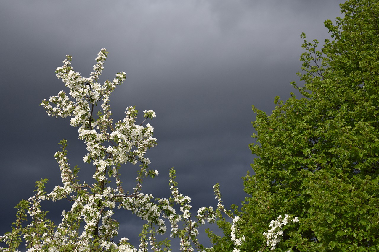 spring  apple tree  bloom free photo