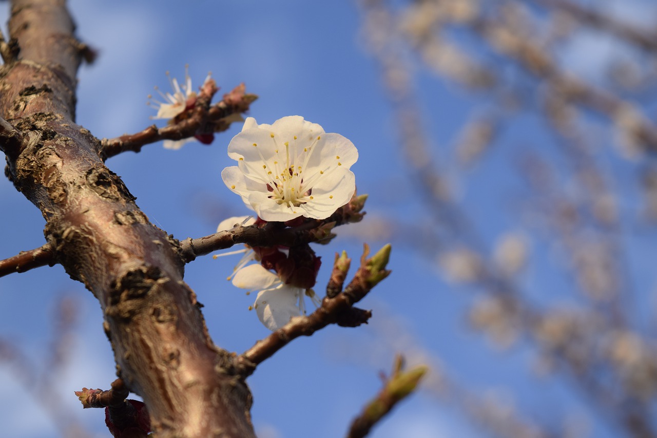 spring  flowers  bud free photo