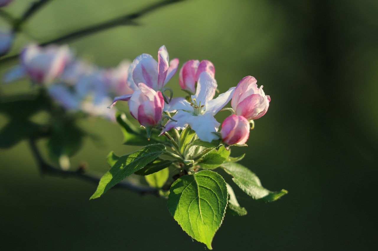 spring  apple bloom  blooming free photo