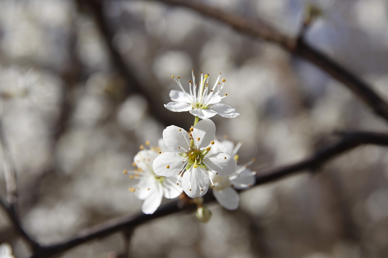 spring  flower  nature free photo